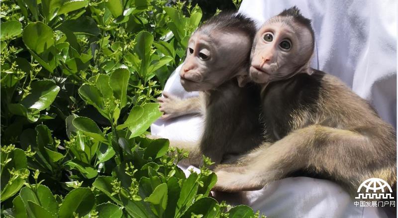 体细胞克隆猴“中中”“华华”两姐妹晒太阳。