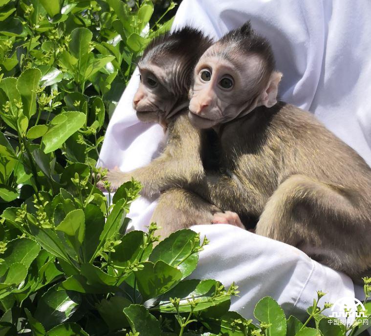 体细胞克隆猴“中中”“华华”两姐妹晒太阳。