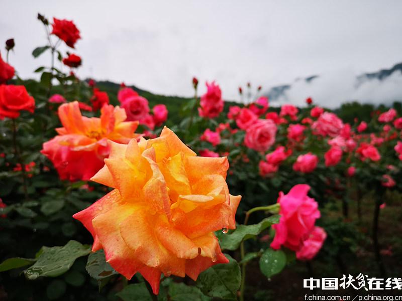 四川南江县团结乡玫瑰花海 生态宜居美好家园