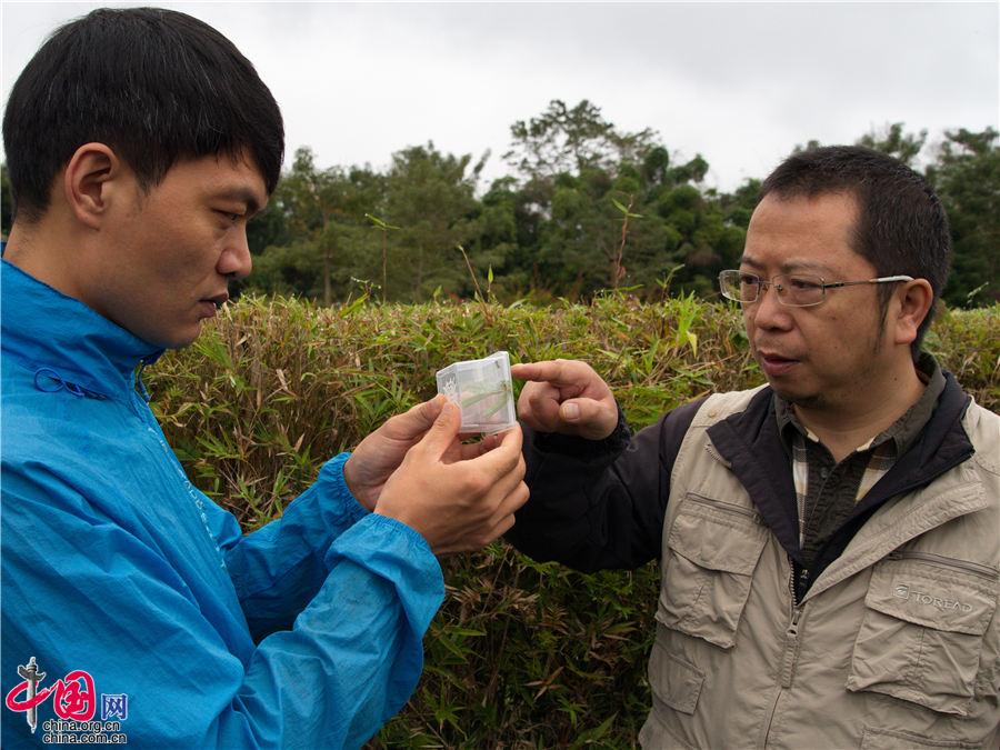 蜘蛛也能哺乳？“蜘蛛乳汁”蛋白质含量是牛奶的4倍