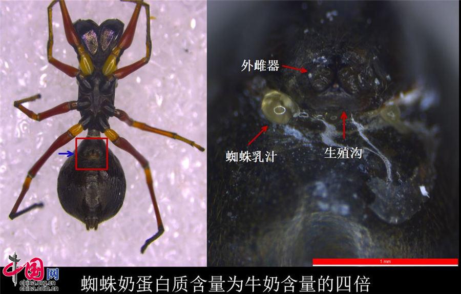 蜘蛛也能哺乳？“蜘蛛乳汁”蛋白质含量是牛奶的4倍