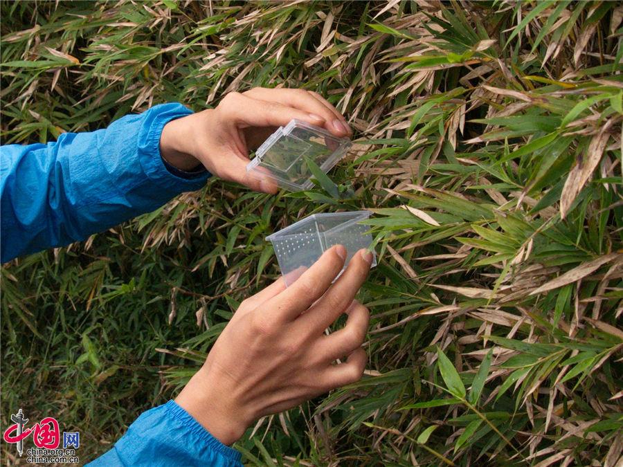 蜘蛛也能哺乳？“蜘蛛乳汁”蛋白质含量是牛奶的4倍