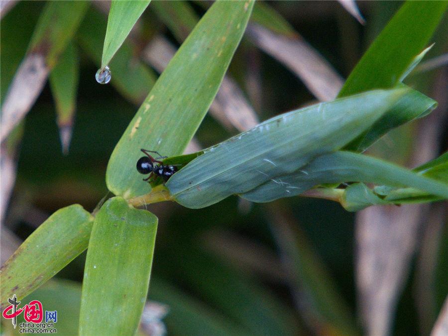 蜘蛛也能哺乳？“蜘蛛乳汁”蛋白质含量是牛奶的4倍