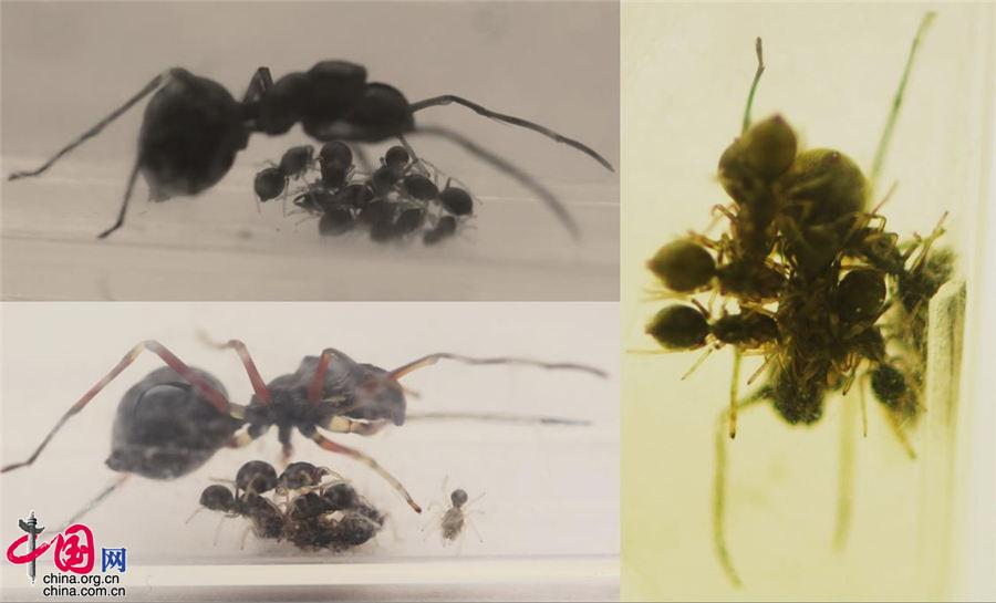 蜘蛛也能哺乳？“蜘蛛乳汁”蛋白质含量是牛奶的4倍