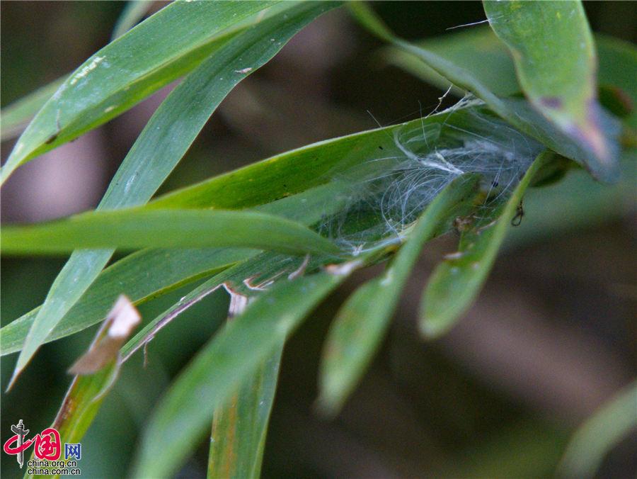 蜘蛛也能哺乳？“蜘蛛乳汁”蛋白质含量是牛奶的4倍