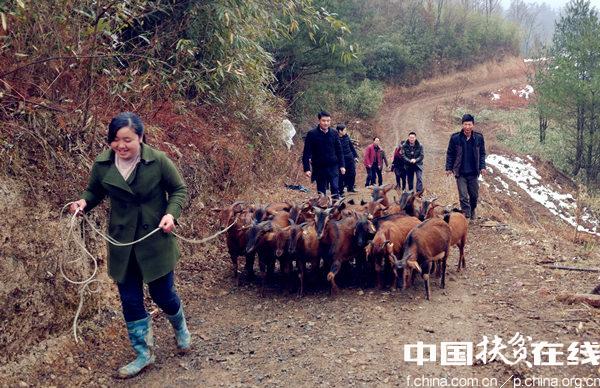 中国工商银行在南江开展黄羊产业精准扶贫项目