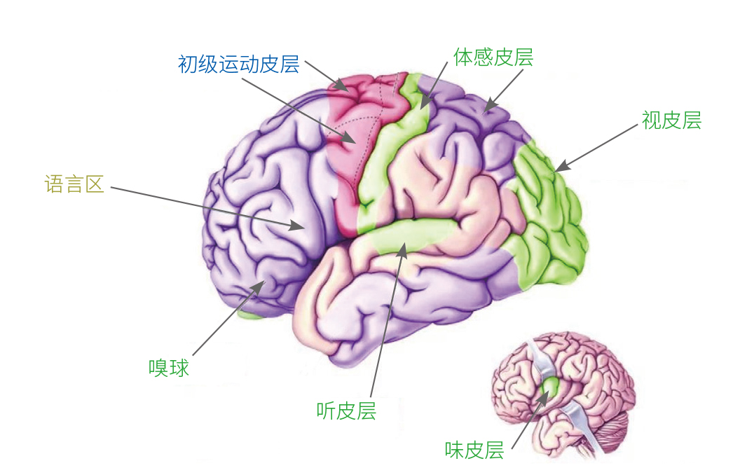 例如,大脑后方是视觉功能区,最前方的上侧有运动功能区,感觉功能区