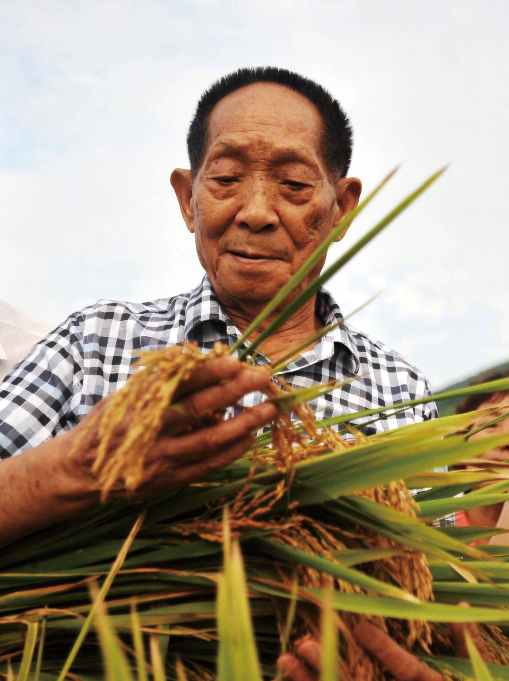 袁隆平在水稻育种工作中