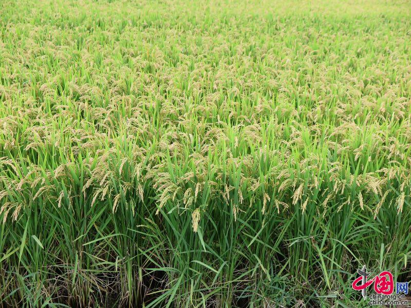 水稻分子设计育种重大突破 “中科发5号”大面积示范推广