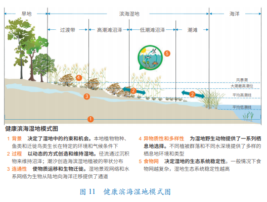 中科院长期生态学研究为滨海湿地保护提供科技支撑