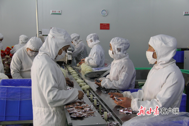 甘肃渭源:脱贫路上“致富薯” 甘肃渭源:脱贫路上“致富薯”