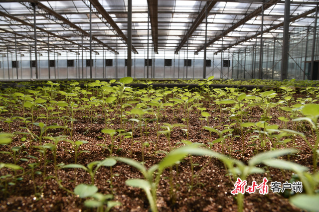 甘肃渭源：脱贫路上“致富薯”