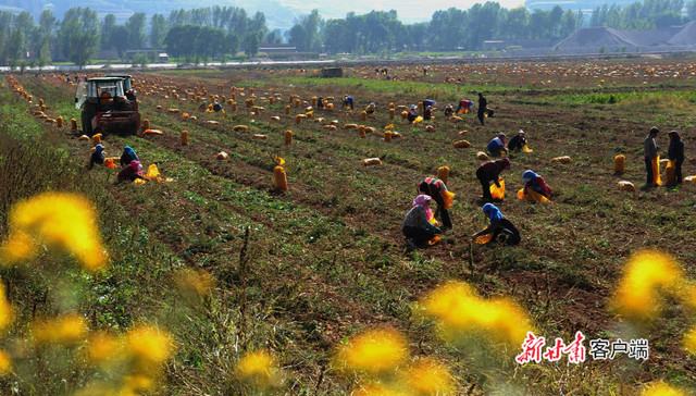 甘肃渭源：脱贫路上“致富薯”