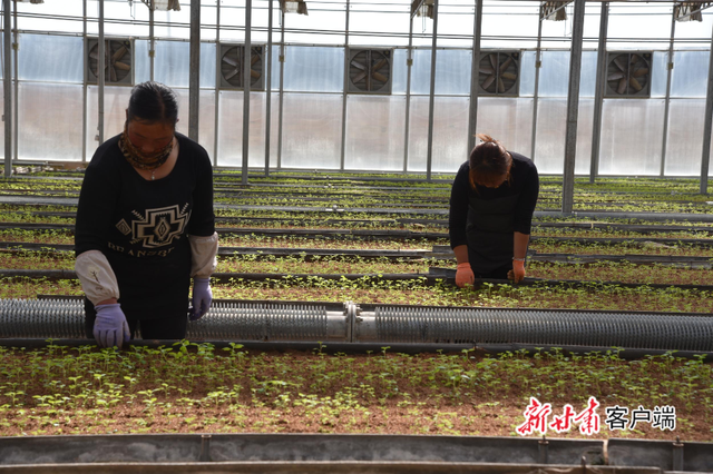 甘肃渭源：脱贫路上“致富薯”