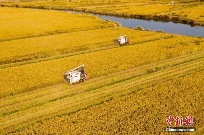 中国粮食有望再获丰收 农业稳产保供成经济“压舱石”