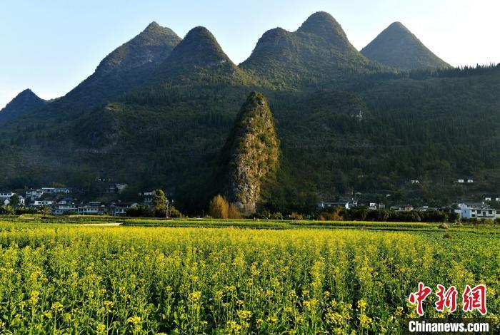 贵州兴义万峰林油菜花局部盛开。　张德厚 摄