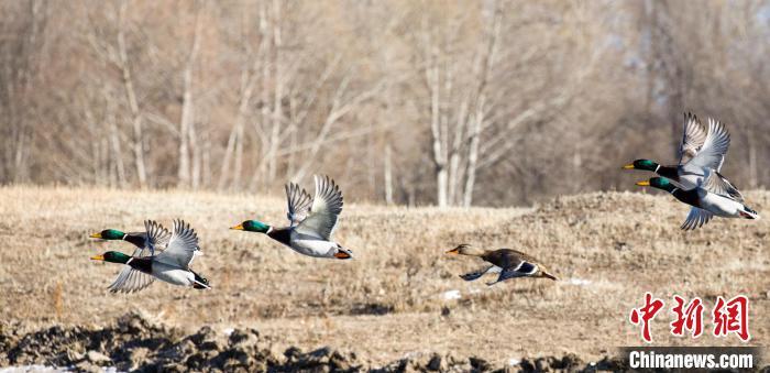 绿头鸭成群结队落脚兴安盟。 毕力格 摄