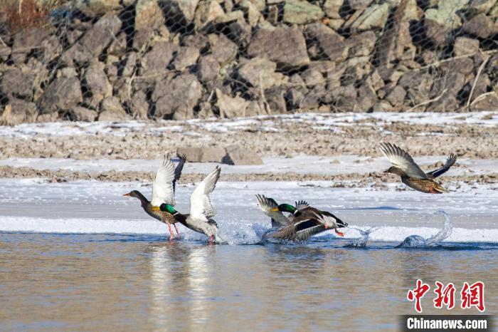 绿头鸭在水面上嬉戏。 毕力格 摄
