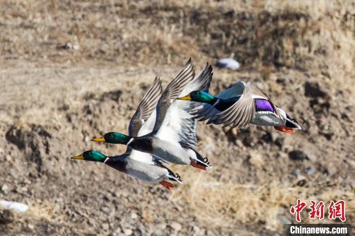 真美!绿头鸭冬季落脚兴安盟水域
