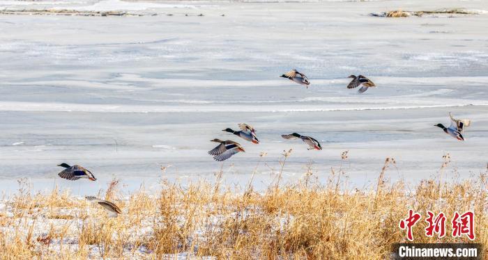 绿头鸭成群飞过芦苇荡。 毕力格 摄