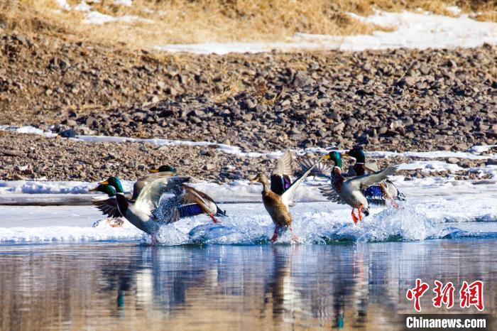 绿头鸭在水面上嬉戏。 毕力格 摄