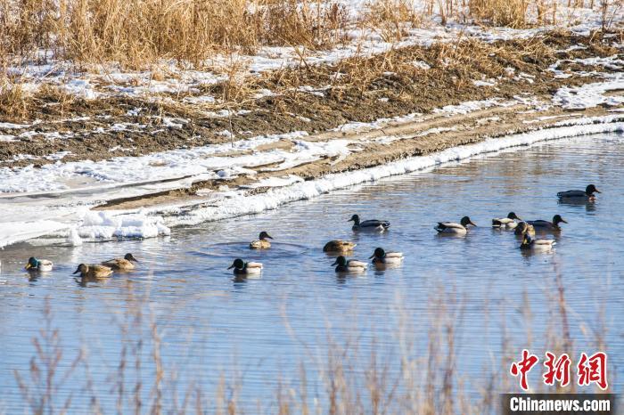 数十只绿头鸭落脚兴安盟水域。 毕力格 摄