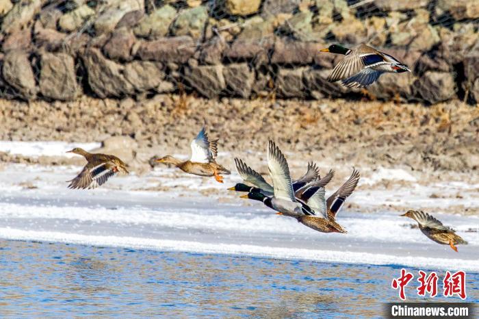 数十只绿头鸭在未封冻的水域落脚。 毕力格 摄