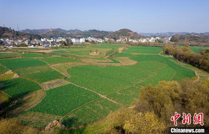 图为贵州省黔西市洪水镇解放村的油菜种植基地。　史开心 摄