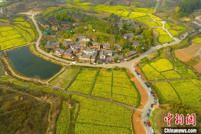 航拍官塘新村，四周被油菜花田包围。　张浪 摄
