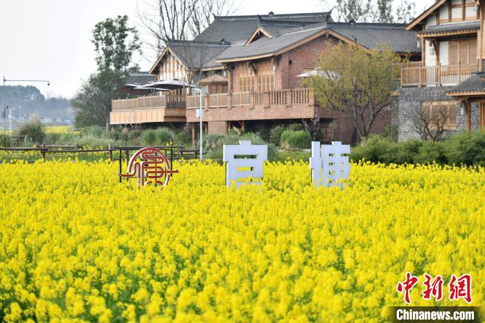 成都官塘新村被油菜花田包围春色如画