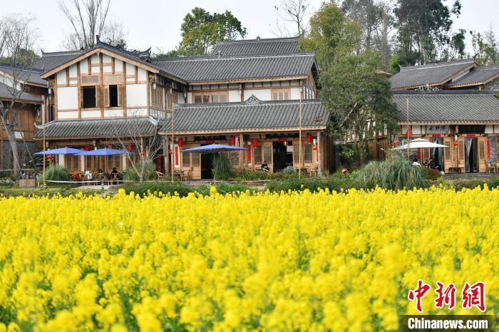 油菜花掩映下的官塘新村民居。　张浪 摄