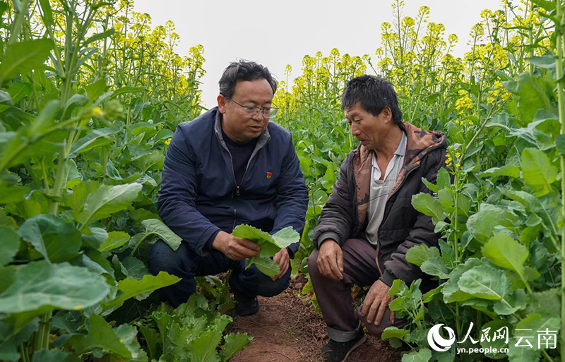 油菜地里，杨锡侯（左）正和村民沟通。张静梅摄