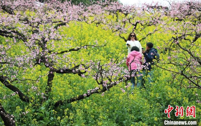 浙江乡村观察：一片桃林何以开拓乡村共富路？