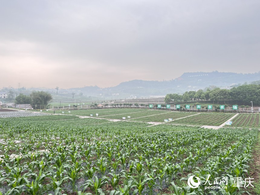 A shared farm for research and practice in Erdu Village. Photo by Hu Hong, People's Daily Online