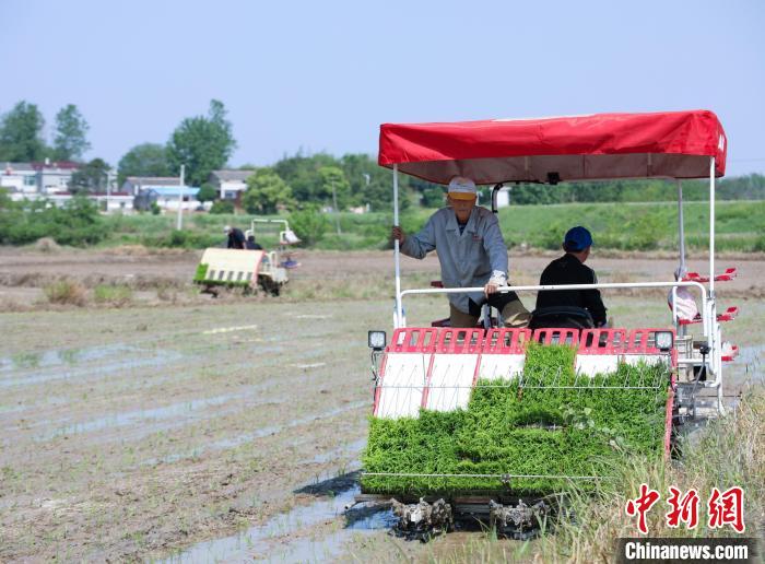 安徽肥西：早稻种植忙