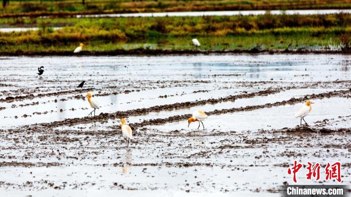 图为成群的白鹭在田野里停留。　郭锋杰 摄