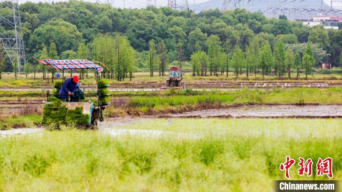 图为农户驾驶农机在忙着农事，不远处成群白鹭在田间“嬉戏”。　郭锋杰 摄