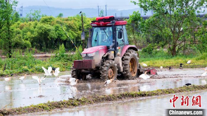 图为成群白鹭在农机旁“嬉戏”。　郭锋杰 摄