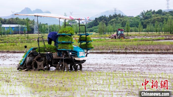 图为农户驾驶农机在忙着农事，不远处成群白鹭在田间“嬉戏”。　郭锋杰 摄