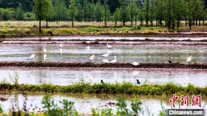 图为成群白鹭在田野里驻足停留。　郭锋杰 摄