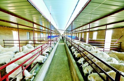 寧夏：綠了草原，富了農牧民