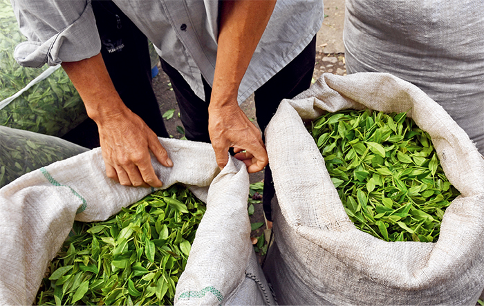 传统茶产业“变身记”