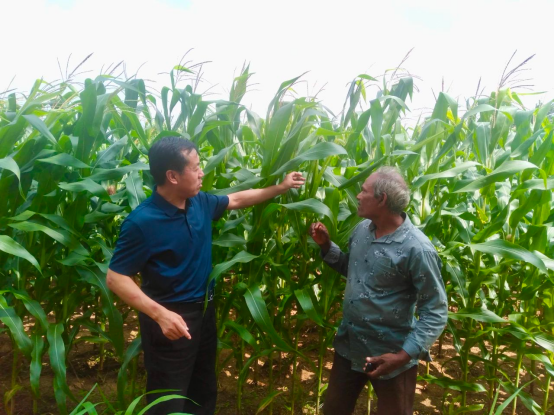 中国经验助力斯里兰卡玉米产后减损