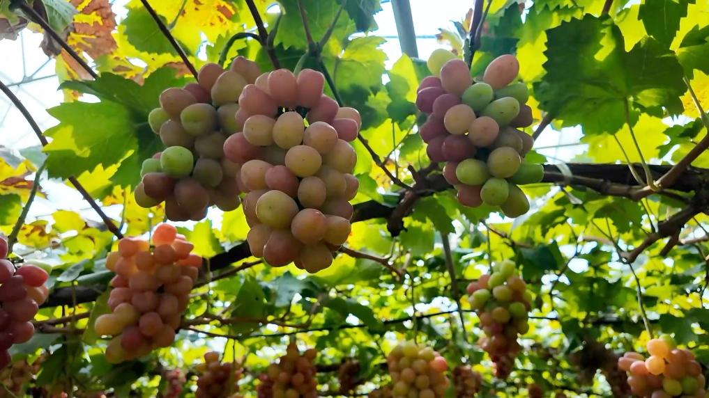 特色农业“金钥匙” 打开乡村振兴“富民门”