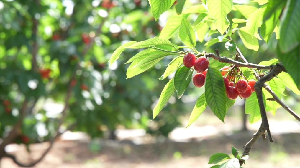 新华视点丨小产业撬动大发展特色种养绘就振兴画卷(图6)