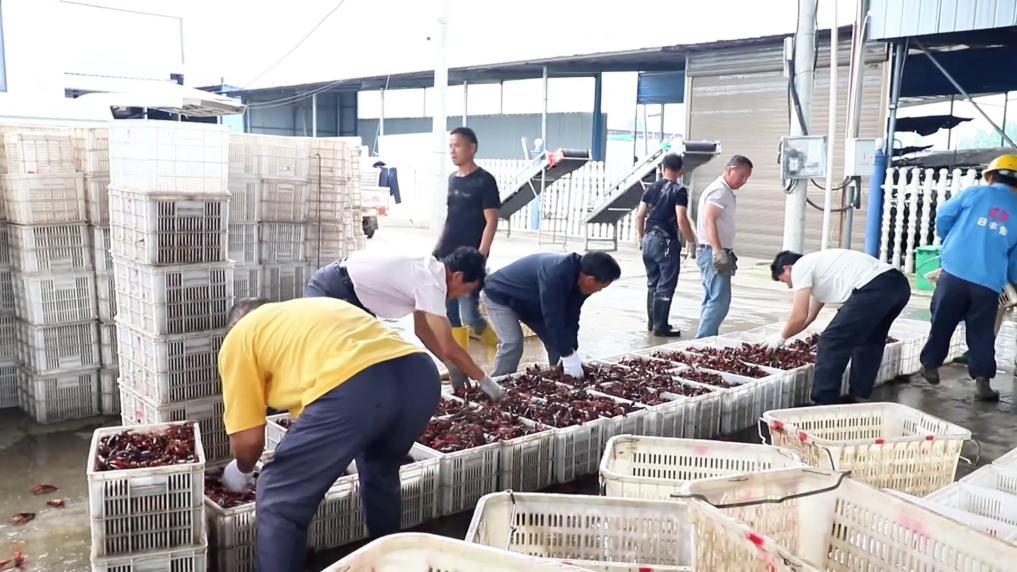 新华视点丨小产业撬动大发展特色种养绘就振兴画卷(图10)