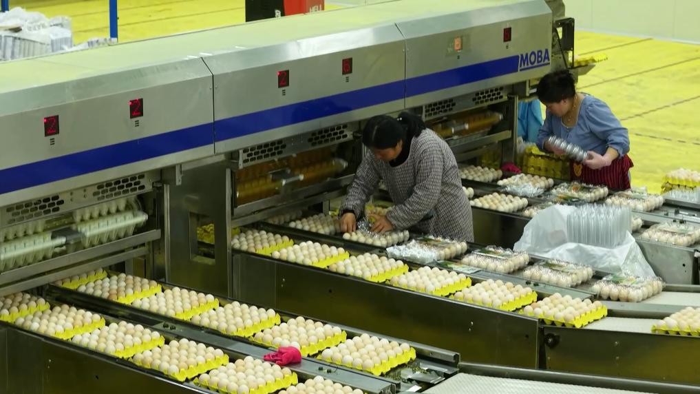 新华视点丨小产业撬动大发展特色种养绘就振兴画卷(图9)