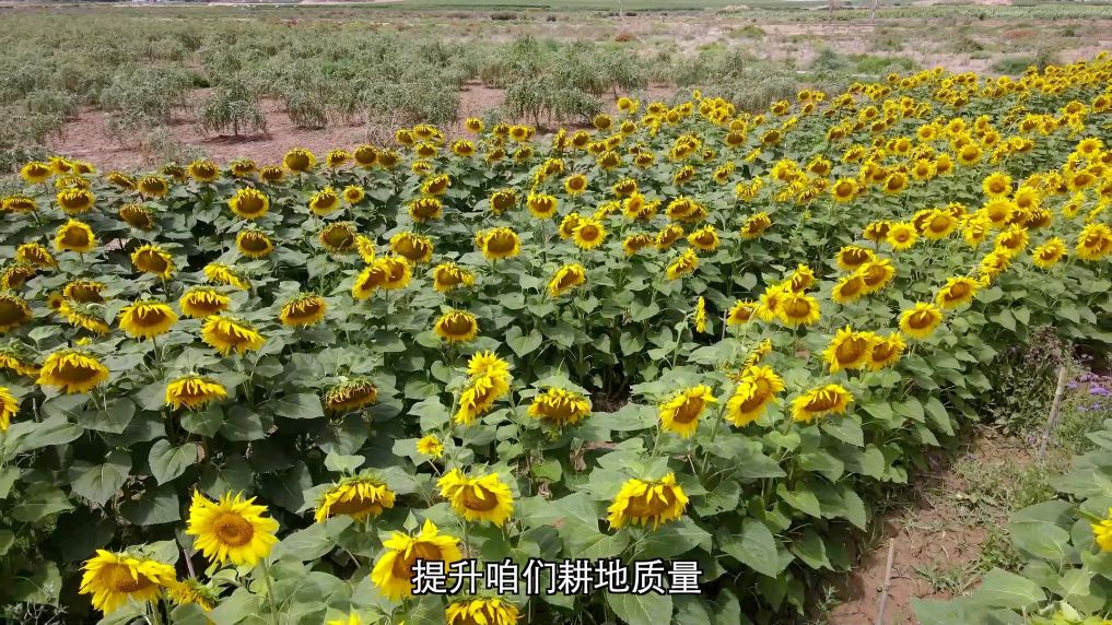 新华视点丨发展现代农业多点发力助推乡村振兴(图6)