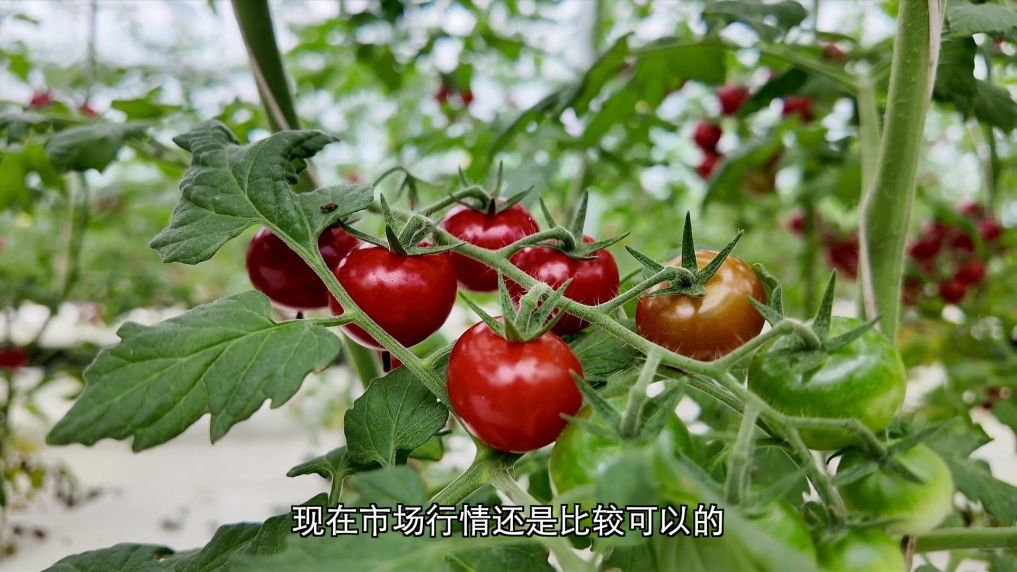新华视点丨发展现代农业多点发力助推乡村振兴(图9)
